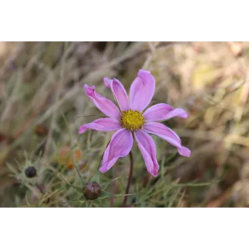 Pink Arali Flowers